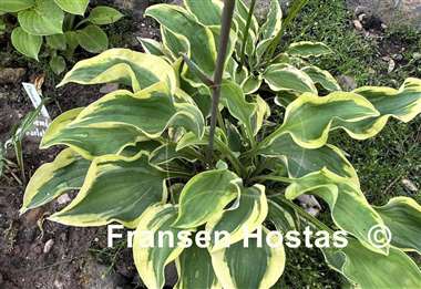 Hosta Wrinkle in Time