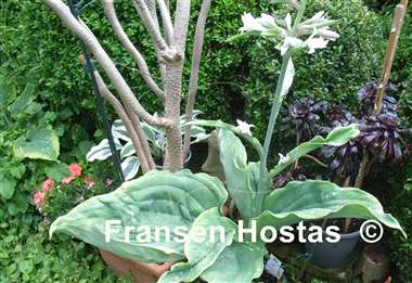 Hosta Wu Hoo