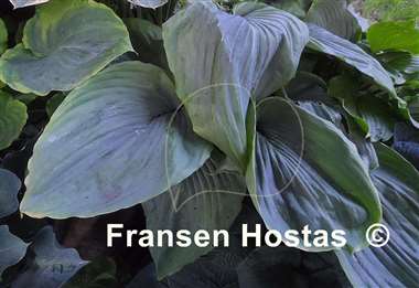 Hosta Wu Hoo 