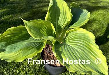 Hosta Wu Hoo