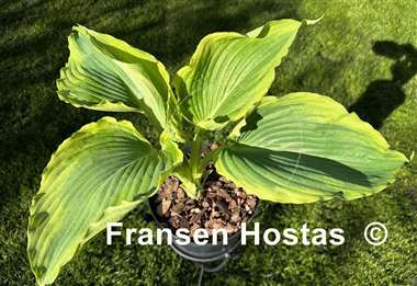 Hosta Wu Hoo