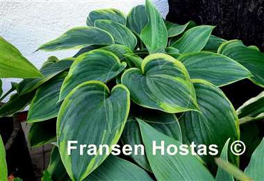 Hosta Wu-La-La