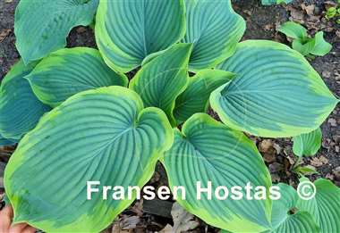 Hosta Wunderbar