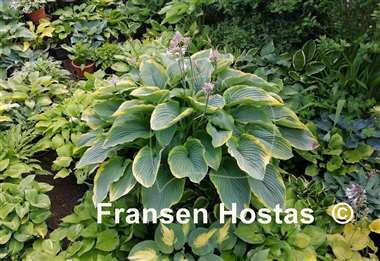 Hosta Wunderbar 