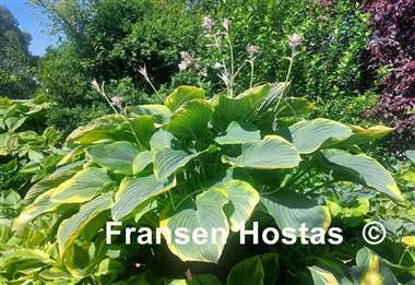 Hosta Wunderbar 