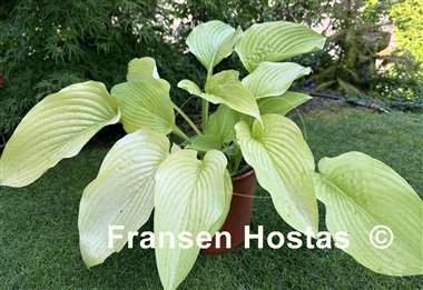 Hosta Wundergold