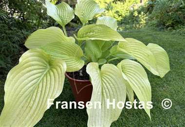 Hosta Wundergold