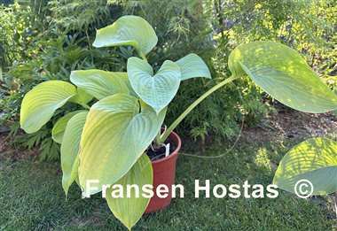 Hosta Wundergold