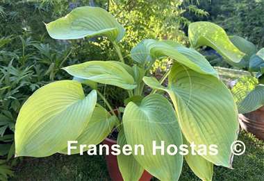 Hosta Wundergold