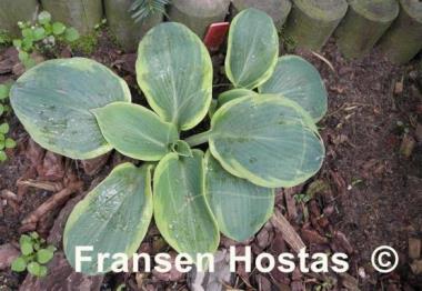 Hosta Wagon Wheels