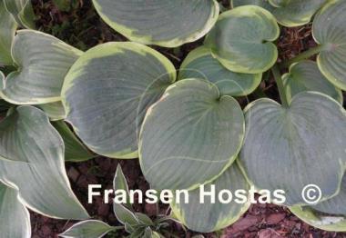 Hosta Wagon Wheels