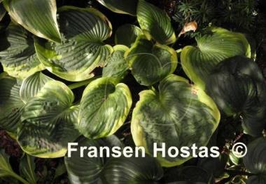 Hosta Wagon Wheels