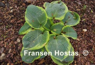 Hosta Wagon Wheels