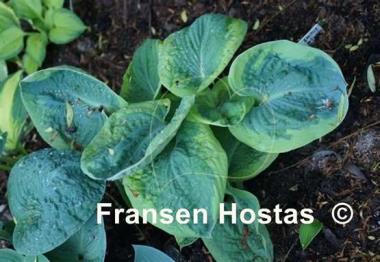Hosta Wagon Wheels