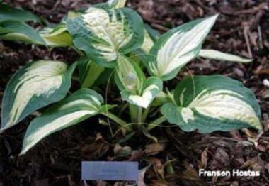 Hosta Wahoo