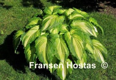 Hosta War Paint