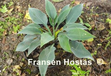 Hosta War Party