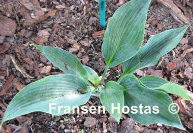 Hosta War Party