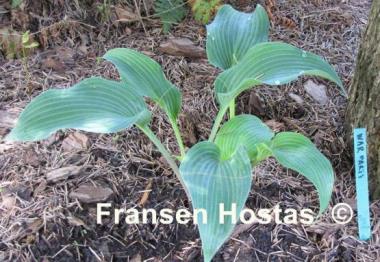 Hosta War Party