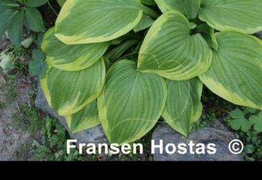 Hosta Warwick Choice