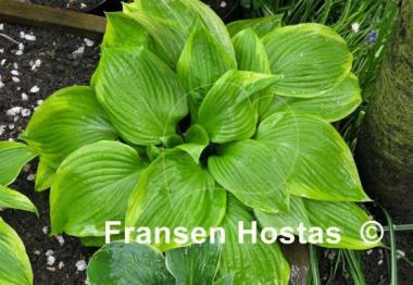 Hosta Warwick Choice