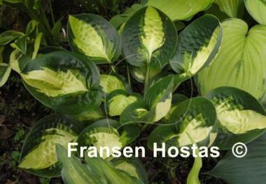 Hosta Warwick Comet