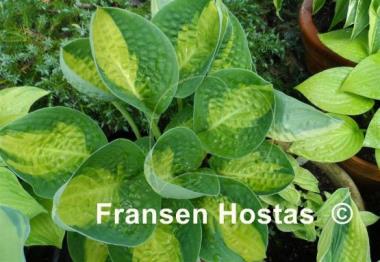 Hosta Warwick Comet
