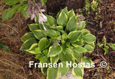 Hosta Warwick Curtsey