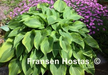 Hosta Warwick Curtsey