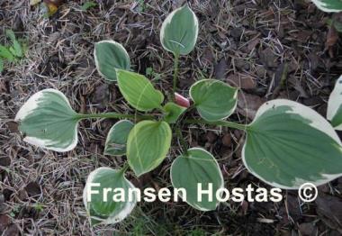Hosta Warwick Edge