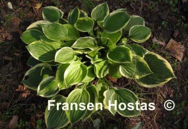 Hosta Warwick Edge