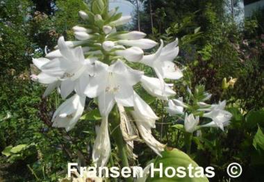 Hosta Warwick Essence