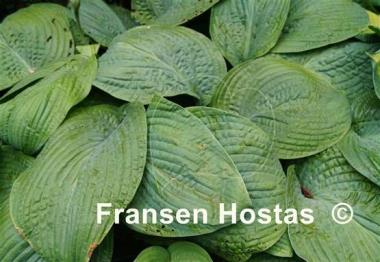 Hosta Warwick Essence