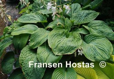 Hosta Warwick Essence