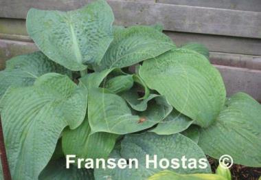 Hosta Warwick Essence