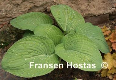 Hosta Warwick Essence