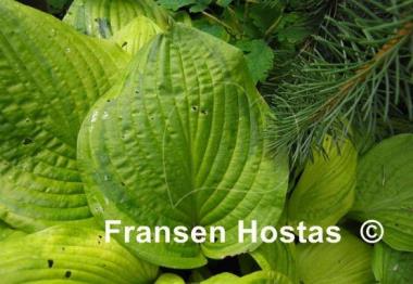 Hosta Watermark