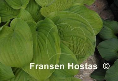 Hosta Watermark