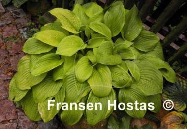 Hosta Watermark