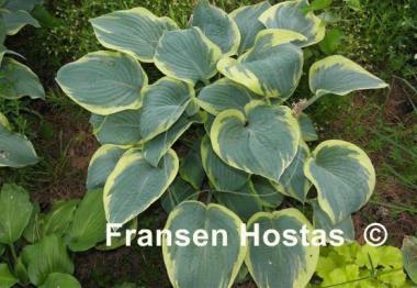 Hosta Waukon Glass