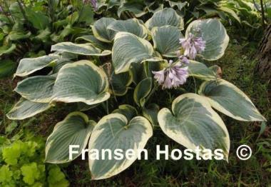 Hosta Waukon Glass