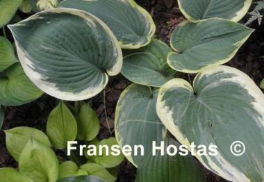 Hosta Waukon Glass