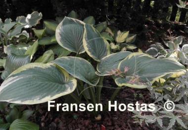Hosta Waukon Glass