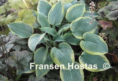 Hosta Waukon Thin Ice