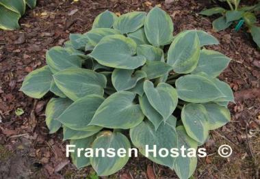 Hosta Waukon Thin Ice