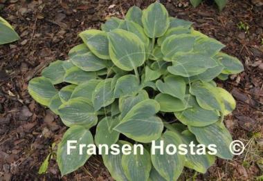 Hosta Waukon Thin Ice