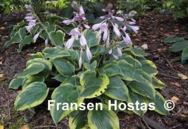 Hosta Waukon Thin Ice