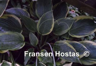 Hosta Waukon Thin Ice