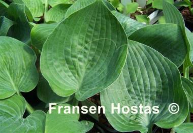 Hosta Waukon Water