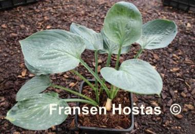 Hosta Waukon the Moon